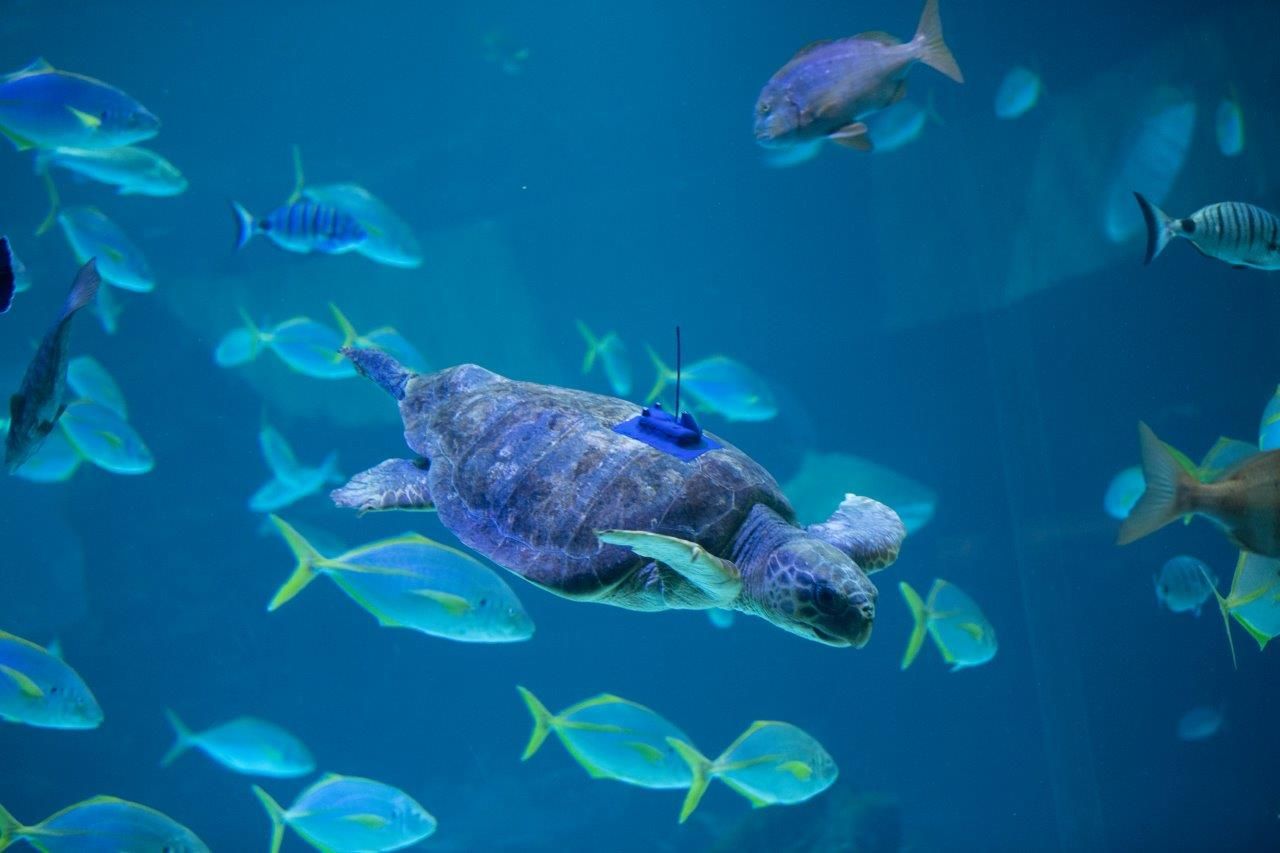 Poema del Mar devuelve al océano a una tortuga encontrada en estado crítico