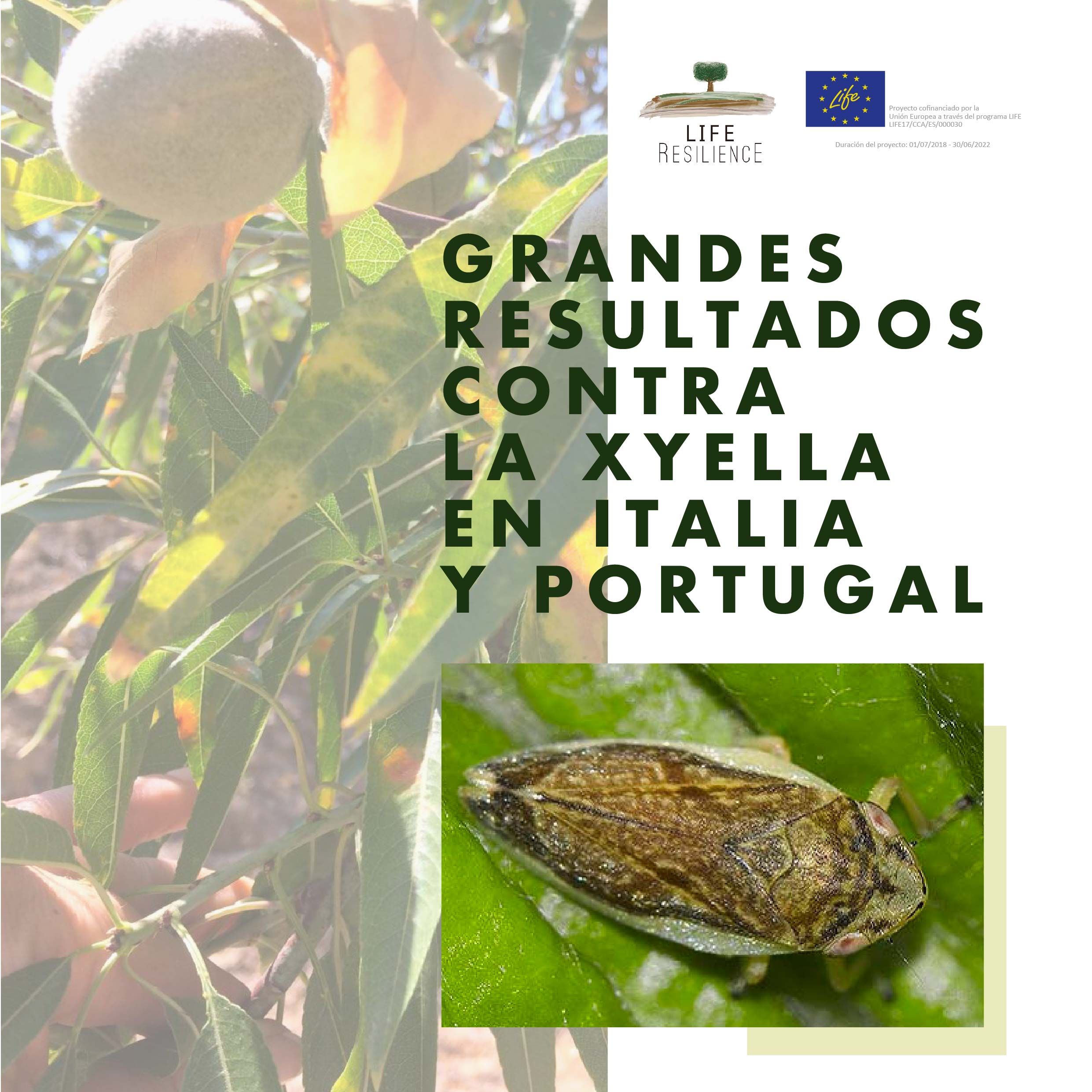 LIFE Resilience logra grandes resultados en Portugal e Italia para evitar la introducción de la Xylella