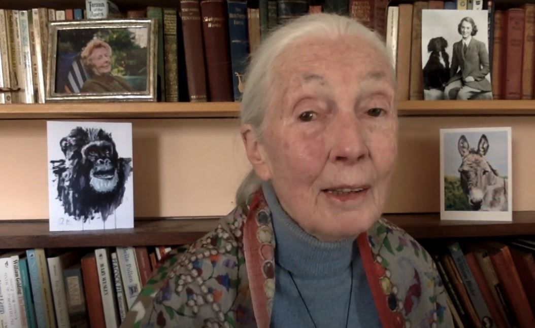 Jane Goodall en la URL: «"think globally, act locally" es el camino equivocado, porque pensar globalmente causa depresión»