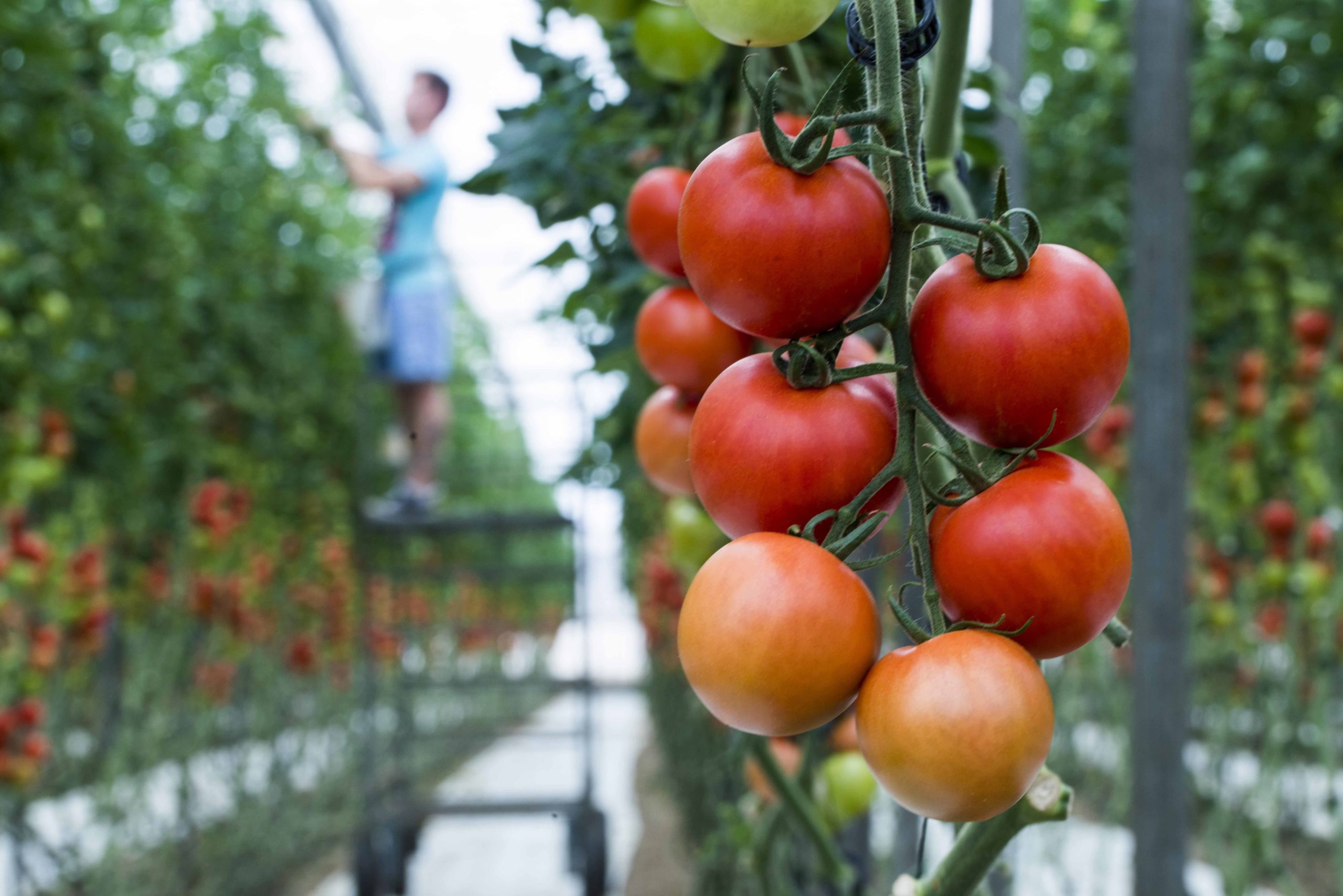 Los invernaderos solares, modelo de producción clave para la soberanía alimentaria de la UE