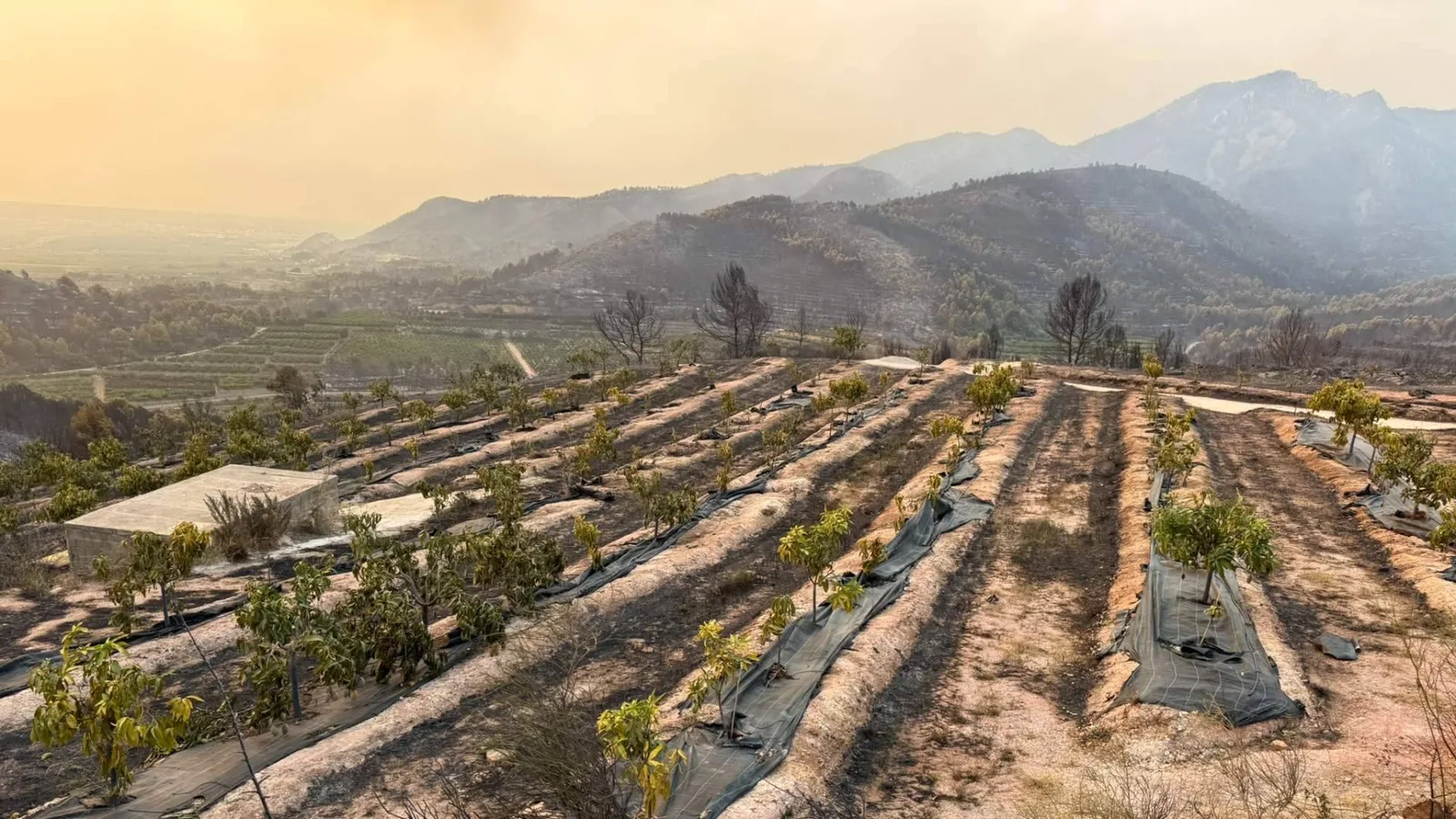 El incendio de Sierra de Espadán arrasa la finca de Tropitop y activa una campaña de recuperación